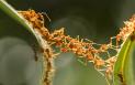 Studiu: Semnalele chimice ale furnicilor ar putea fi utilizate pentru alungarea capuselor