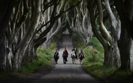 Copacii din Irlanda de Nord, celebri datorita serialului Game of Thrones, ar putea disparea in 15 ani