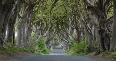 Copacii deveniti faimosi datorita serialului de televiziune <span style='background:#EDF514'>GAME OF THRONES</span> ar putea disparea in cel mult 15 ani