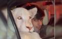 Imagini virale cu un pui de leu plimbat prin oras pe <span style='background:#EDF514'>BANCHET</span>a din spate a unei masini | VIDEO