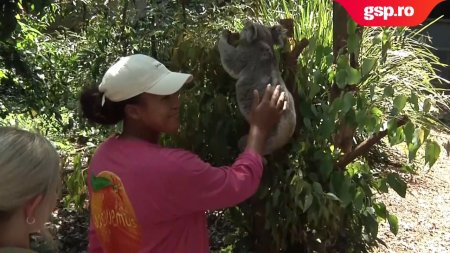 Naomi <span style='background:#EDF514'>OSAKA</span> a fost fascinata de ursii koala, pe care i-a vizitat in sanctuarul Lone Pine din Brisbane