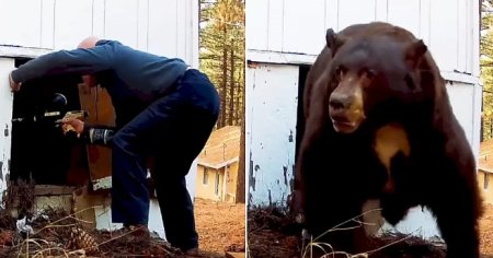 A gonit un urs de 600 de kilograme din subsolul cabanei sale, dupa ce a tras de 8 ori cu pistolul de paintball, in SUA | VIDEO