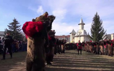Vestitele cete de ursi din Moldova au facut spectacol in Comanesti. Turisti straini au venit special sa-i vada