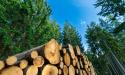 Romsilva a programat re<span style='background:#EDF514'>COLTARE</span>a a 9,3 milioane metri cubi de lemn din padurile statului in 2024