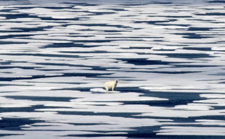 Un urs polar a murit de <span style='background:#EDF514'>GRIPA AVIARA</span>. Virusul H5N1 se raspandeste la nivel global si ucide si mamifere