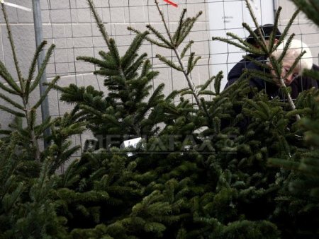 Galati: Autoritatile indeamna la reciclarea pomilor de iarna