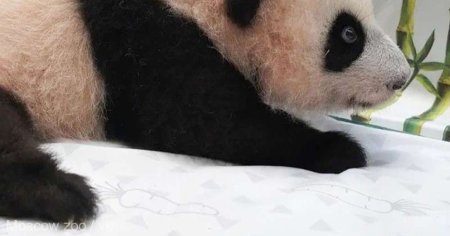 Primul pui de panda gigant nascut in Rusia a fost botezat Katiusa