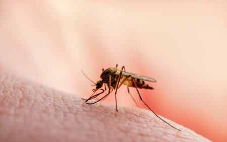 Un oras din Brazilia a inceput vaccinarea in masa impotriva febrei Dengue