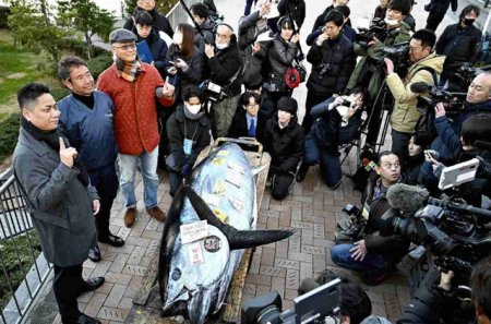 Semne de optimism. Un ton rosu a fost vandut in Japonia cu 720.000 de euro la prima licitatie din an