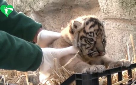 Un pui de tigru Sumatra a venit pe lume inainte de Anul Nou, la gradina zoologica din Roma