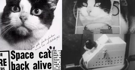 Ce s-a intamplat cu prima pisica trimisa in spatiu de NASA, dupa ce a revenit pe Pamant? Povestea uitata a lui Felicette. VIDEO