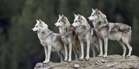 Haita de lupi surprinsa in Muntii Apuseni 