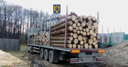 Cum functioneaza mafia lemnului. Sute de arbori, exploatati ilegal de taietorii de lemne cu complicitatea padurarilor