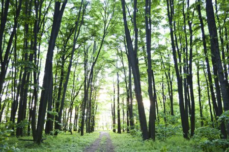 Guvernul polonez interzice taierile de arbori in cele mai vechi 10 zone <span style='background:#EDF514'>FORESTIER</span>e ale tarii