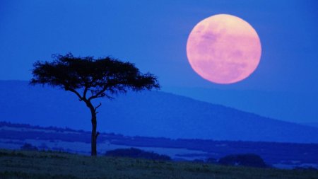<span style='background:#EDF514'>FENOMENELE</span> fabuloase pe care le poti vedea pe cer in 2024. Momentele in care apare Super Luna