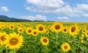 Cum obtii un bun randament al culturii de floarea-soarelui in sezonul viitor: 3 provocari si solutii