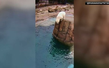 Doi ursi polari au pus in scena un spectacol amuzant pentru vizitatori la o gradina zoologica din SUA | Video
