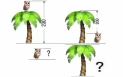Test de inteligenta. Geniile pot gasi <span style='background:#EDF514'>INALTIMEA</span> bufnitei si a copacului in 10 secunde