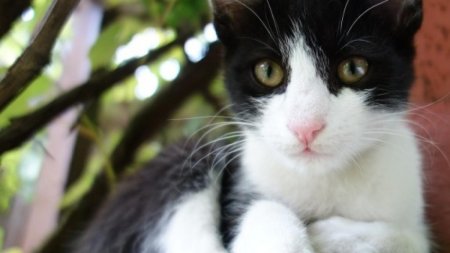 Poveste cu final fericit in Marea Britanie! O pisica disparuta de 7 ani si-a regasit stapana