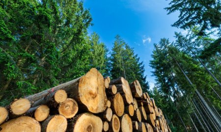 WWF Romania: Amprenta digitala a transporturilor de lemn va prinde in sfarsit viata