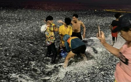 Milioane de pesti au fugit din apa. Fenomenul aparut in mare care a facut sardinele sa sara pe plaja. VIDEO