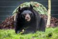 Un urs ranit intr-o explozie la o gradina zoologica din Ucraina a fost salvat si trimis in Scotia