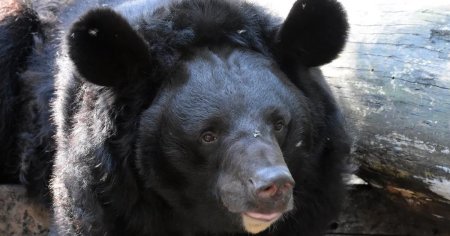 Yampil, ursul ranit de obuze in Ucraina, are o noua casa. Animalul salbatic va trai linisti in Scotia: A trecut prin multe