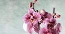 Un ingredient din bucatarie face minuni pentru orhideea ta. Va inflori mai frumos ca niciodata