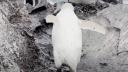 <span style='background:#EDF514'>PINGUIN</span> alb, extrem de rar, filmat in Antarctica: 