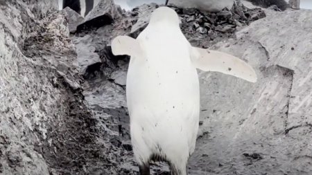Pinguin alb, extrem de rar, filmat in Antarctica: 