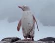 <span style='background:#EDF514'>PINGUIN</span> alb rar filmat in Antarctica