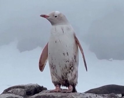 Pinguin alb rar filmat in Antarctica