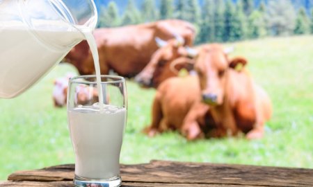 INS: Unitatile de procesare au colectat cu 6,7% mai mult lapte de vaca, in primele 11 luni din 2023