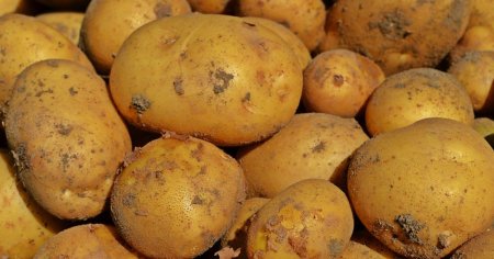Cartofi expusi in spatiu au intrat intr-o faza experimentala de plantare in nordul Chinei