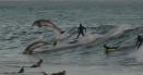 Spencer Fanticola, filmat cand face surf printre delfini, la Rincon, in California. 