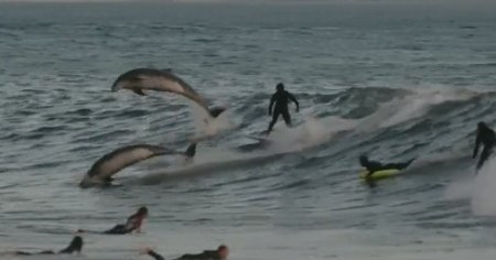 Spencer Fanticola, filmat cand face surf printre <span style='background:#EDF514'>DELFIN</span>i, la Rincon, in California. Cel mai bun val din viata mea | VIDEO