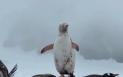 Un <span style='background:#EDF514'>PINGUIN</span> complet alb, descoperit in Antarctica. Ce spun specialistii despre sansele lui de supravietuire