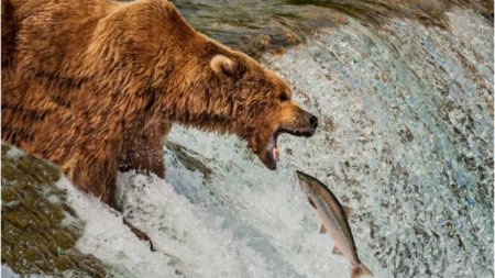 Un urs pescar a facut ravagii la o pastravarie din Apuseni. Ferma a ramas fara o tona de peste