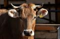 Ministerul Agriculturii majoreaza subventiile acordate crescatorilor de vaci