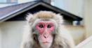 Clona unei maimute, foarte asemanatoare cu specia umana, a fost realizata de catre oamenii de stiinta chinezi