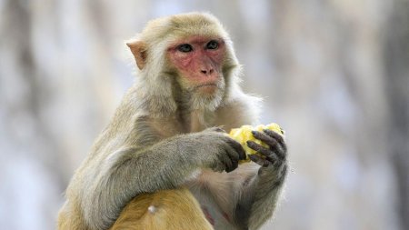 Prima clonare cu succes a unei maimute rhesus