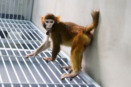 Premiera istorica in cercetare: o maimuta rhesus, clonata cu succes de chinezi, deschide calea unor <span style='background:#EDF514'>DESCOPERIRI</span> medicale