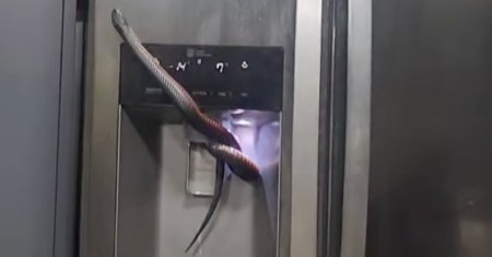 VIDEO. O femeie a gasit un sarpe veninos in frigiderul ei. Era mare, negru cu <span style='background:#EDF514'>BURTA</span> rosie