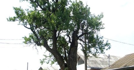 Belsugul sarmalelor si un pom in varsta de peste 600 de ani au inscris un oras din Romania in Cartea Recordurilor