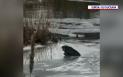 Un caine cazut in apa inghetata a raului Suceava a fost salvat de pompieri. Intervantia autoritatilor