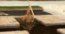 Vladimir Putin s-ar fi scufundat si anul acesta in apa rece ca gheata de sarbatoarea Bobotezei pe rit vechi, sustine Kremlinul | VIDEO