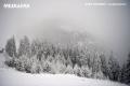 Ninge abundent in judetul Harghita si zona montana a judetului Covasna