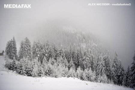 Ninge abundent in judetul Harghita si zona montana a judetului <span style='background:#EDF514'>COVASNA</span>