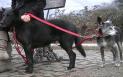 Stapanii care nu strang excrementele cainilor de pe strada vor fi identificati cu ajutorul ADN-ului animalelor, in Italia