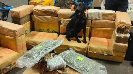 Sofer roman de TIR prins cu droguri de 13 milioane de euro, un caine politist a descoperit pachetele intre lemnele din camion, in Franta